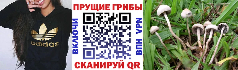 Псилоцибиновые грибы GOLDEN TEACHER  Устюжна 